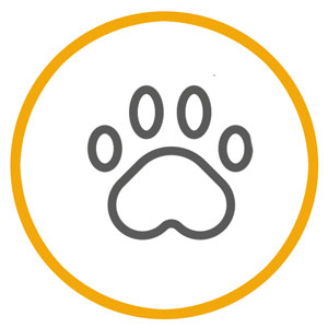 mascotas